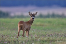 <p>SRNEC OBECNÝ (Capreolus capreolus) Šluknovsko - Jiříkov --- /European roe deer - Reh/</p>